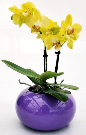 POWERS TO FLOWERS - ORCHIDEA PHALAENOPSIS BONSAI AGIALLO IN VASO CERAMICA SFERICO VIOLA, Pianta Vera