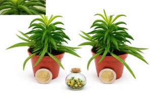 POWERS TO FLOWERS - PEPEROMIA HAPPY BEAN MINI, VASO 5,5 CM DIAMETRO, IDEALE PER TERRARIUM, 2 PIANTE, Piante vere