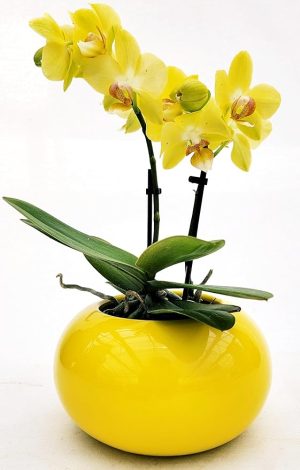 POWERS TO FLOWERS - ORCHIDEA PHALAENOPSIS BONSAI GIALLA IN VASO SFERICO GIALLO, Pianta Vera