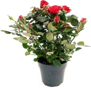 POWERS TO FLOWERS - ROSA DA GIARDINO RAMPICANTEe RIFIORENTE, ROSA ROSSA, Pianta Vera