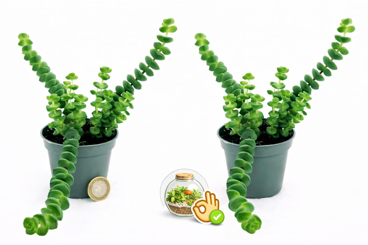 POWERS TO FLOWERS - CRASSULA HOTTENTOT, COLLANA DI GIADA, MINI IDEALE PER TERRARIUM, 2PIANTE, pianta vera