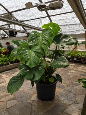 POWERS TO FLOWERS - PHILODENDRON, PHYLODENDRON, MONSTERA, VASO 35 CM, OFFERTA ULTIMI 20 PEZZI!!! pianta vera