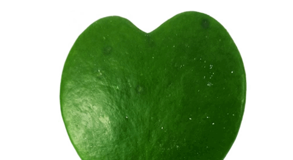 HOYA CUORE KERRII IN VASO CERAMICA BIANCO, pianta vera - immagine 2