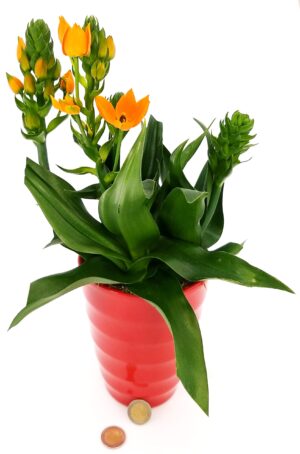POWERS TO FLOWERS - ORNITHOGALUM, ORNITOGALLO, IN VASO CERAMICA ROSSO, pianta vera…
