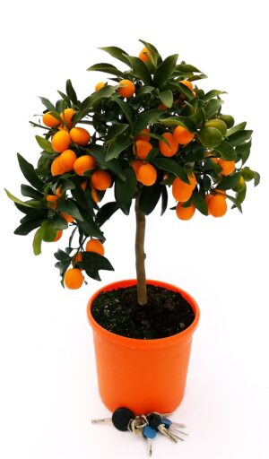 POWERS TO FLOWERS - KUMQUAT ALBERELLO, ARANCINO, pianta vera