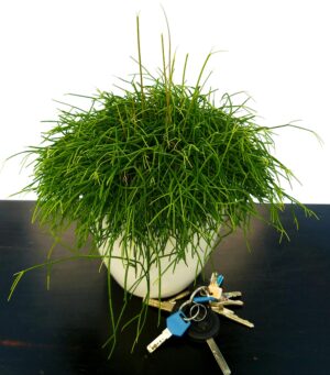 POWERS TO FLOWERS - RHIPSALIS CASSUTHA XL IN VASO CERAMICA BIANCO, pianta vera