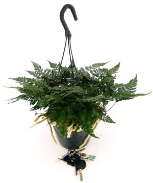 POWERS TO FLOWERS - FELCE DAVALLIA, pianta vera