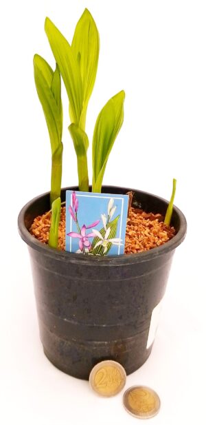 POWERS TO FLOWERS - ORCHIDEA DA GIARDINO CYPRIPEDIUM BIANCO, pianta vera