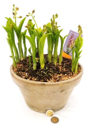 POWERS TO FLOWERS - ORCHIDEA DA GIARDINO CALANTHE ESEMPLARE, pianta vera