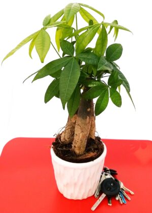 POWERS TO FLOWERS - PACHIRA ACQUATICA IN VASO CERAMICA BIANCO CON SPATOLATURA IN RILIEVO, pianta vera