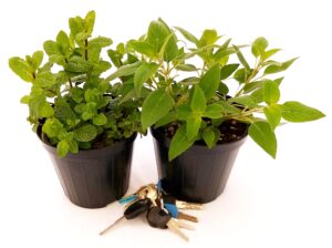 POWERS TO FLOWERS - MENTA MOJITO E SALVIA ANANAS BIO, piante vere