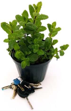 POWERS TO FLOWERS - MENTA MOJITO BIO, pianta vera