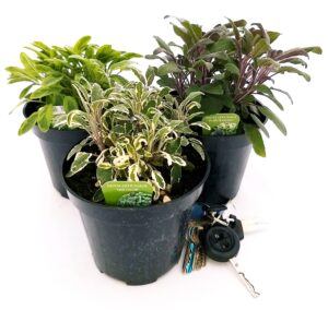 POWERS TO FLOWERS - SALVIA TRICOLOR TRIS, 3 SALVIE VARIEGATE, piante vere