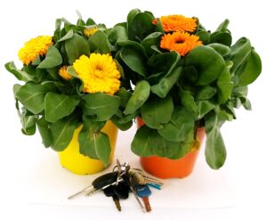 POWERS TO FLOWERS - CALENDULA GIALLA E ARANCIO, piante vere