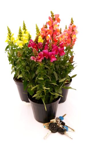 POWERS TO FLOWERS - BOCCA DI LEONE, ANTIRRHINUM, piante vere