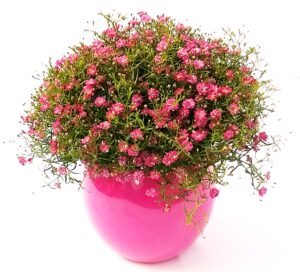 POWERS TO FLOWERS - GIPSOFILA ROSA, IN VASO CERAMICA SFERICO FUCSIA, pianta vera
