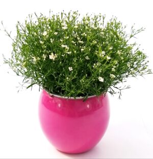 POWERS TO FLOWERS - GIPSOFILA BIANCA, VELO DA SPOSA, IN VASO CERAMICA SFERICO FUCSIA, pianta vera