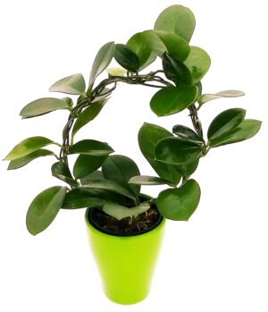 POWERS TO FLOWERS - HOYA AUSTRALIS AD ARCO IN VASO CERAMICA VERDE FLUO, pianta vera