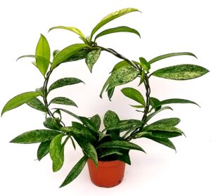 POWERS TO FLOWERS - HOYA PUBLICALYX AD ARCO, pianta vera