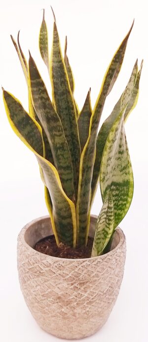 POWERS TO FLOWERS - SANSEVERIA LAURENTII IN VASO PIETRA 14cm, pianta vera