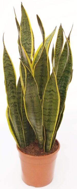 POWERS TO FLOWERS - SANSEVERIA LAURENTII XL, ALTEZZA 70 cm, pianta vera