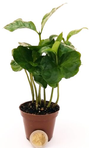 POWERS TO FLOWERS - PIANTA DEL CAFFE MICRO, COFFEE ARABICA, PER TERRARIUM, pianta vera