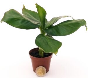 POWERS TO FLOWERS - BANANO, MINI PIANTA DEL BANANO PER TERRARIUM, pianta vera
