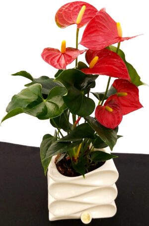 POWERS TO FLOWERS - ANTHURIUM ROSSO IN VASO CERAMICA BIANCA AD ONDA, pianta vera