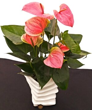 POWERS TO FLOWERS - ANTHURIUM ROSA IN VASO CERAMICA BIANCO A SPIRALE, pianta vera