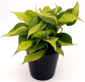 POWERS TO FLOWERS - PHILODENDRON SCANDENS BRASIL IN VASO CERAMICA NERO, pianta vera