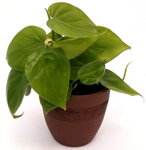 POWERS TO FLOWERS - PHILODENDRON SCANDENS IN VASO CERAMICA MOKA, pianta vera