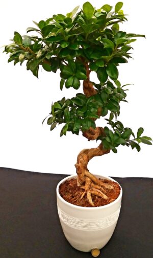 POWERS TO FLOWERS - FICUS GINSENG BONSAI XL, ALTEZZA 70CM, IN VASO CERAMICA BIANCO, pianta vera
