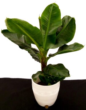 POWERS TO FLOWERS - BANANO, PIANTA DEL BANANO XXL IN VASO CERAMICA BIANCO, pianta vera