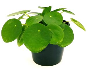 POWERS TO FLOWERS - PILEA PEPEROMIOIDES IN VASO CERAMICA NERO, pianta vera