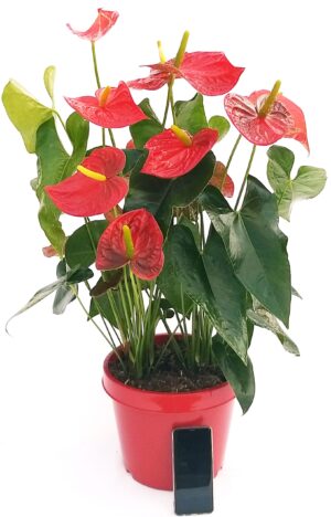 POWERS TO FLOWERS - ANTHURIUM ROSSO XXXXL, VASO 27CM, pianta vera