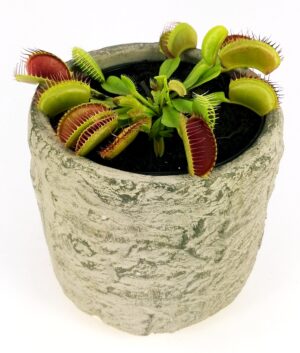 POWERS TO FLOWERS - DIONAEA MUSCIPULA IN VASO PIETRA, pianta vera