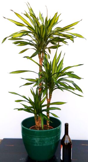 POWERS TO FLOWERS - DRACENA RIKKI 3 TRONCHI IN VASO CERAMICA VERDE, pianta vera
