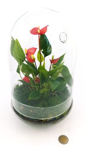 POWERS TO FLOWERS - ANTHURIUM ROSSO MILLION FLOWERS IN TERRARIUM, pianta vera