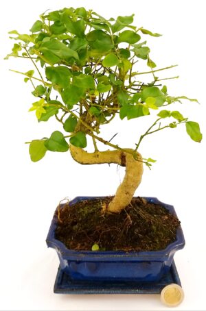 POWERS TO FLOWERS - LIGUSTRUM BONSAI IN VASO CERAMICA, pianta vera