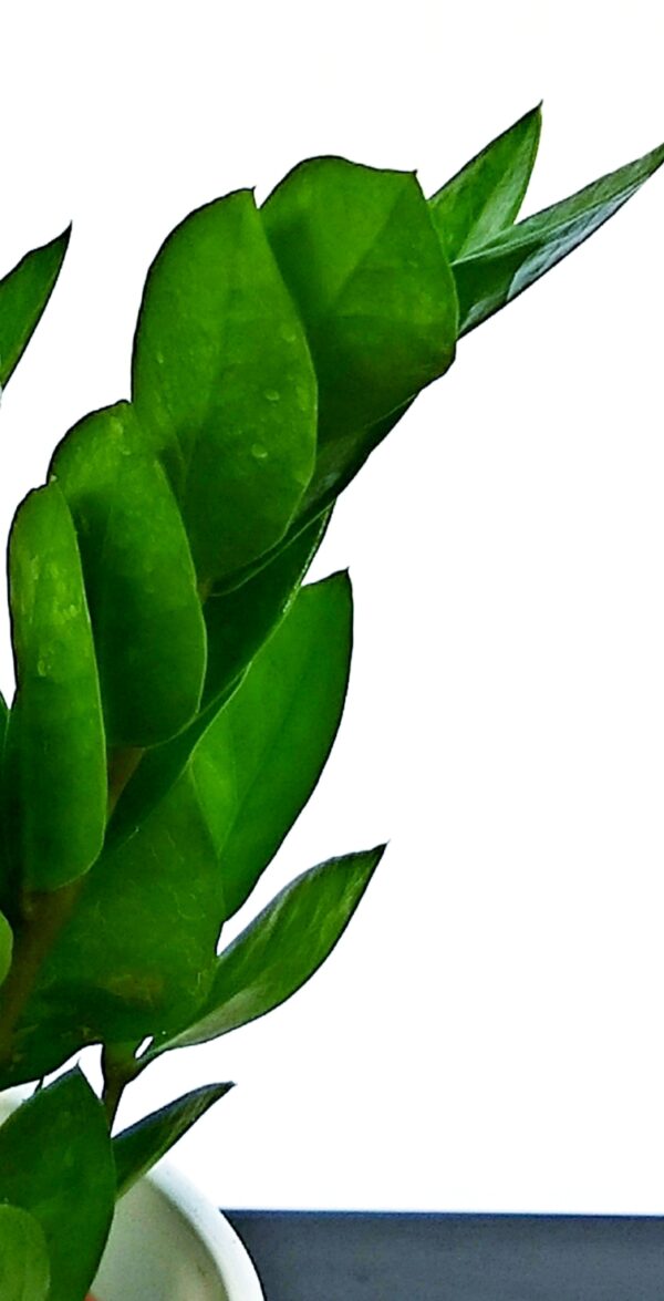 POWERS TO FLOWERS - ZAMIOCULCAS E ZAMIA ZENZY, 2 PIANTE IN VASO CERAMICA BIANCO, VASO 14CM, piante vere - immagine 3