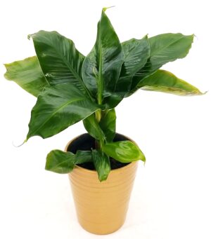 POWERS TO FLOWERS - BANANO, PIANTA DEL BANANO IN VASO CERAMICA ORO, pianta vera