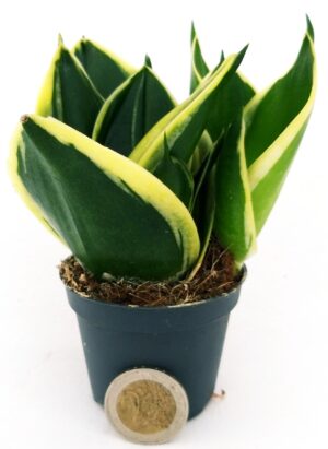 POWERS TO FLOWERS - SANSEVERIA BLACK JADE MINI IDEALE PER TERRARIUM, pianta vera