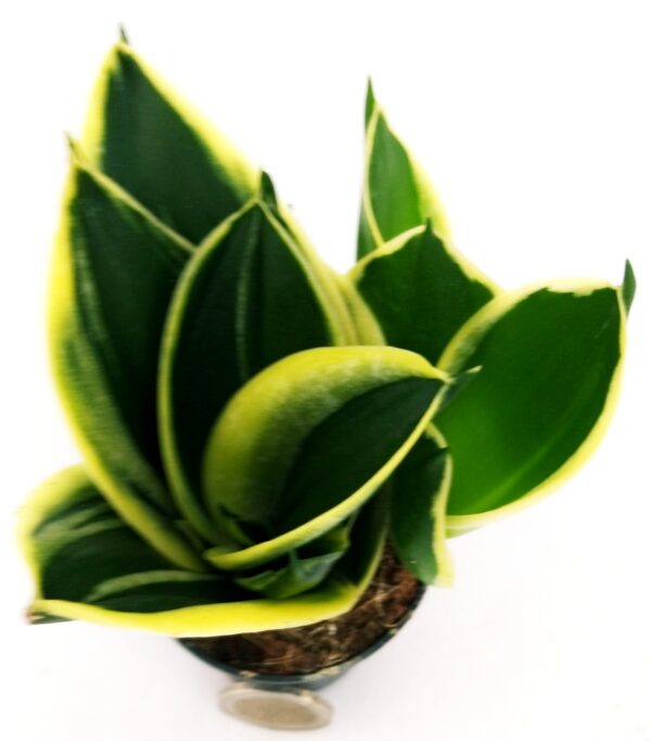POWERS TO FLOWERS - SANSEVERIA BLACK JADE MINI IDEALE PER TERRARIUM, IN VASO CERAMICA TRONCO D'ALBERO, pianta vera - immagine 3