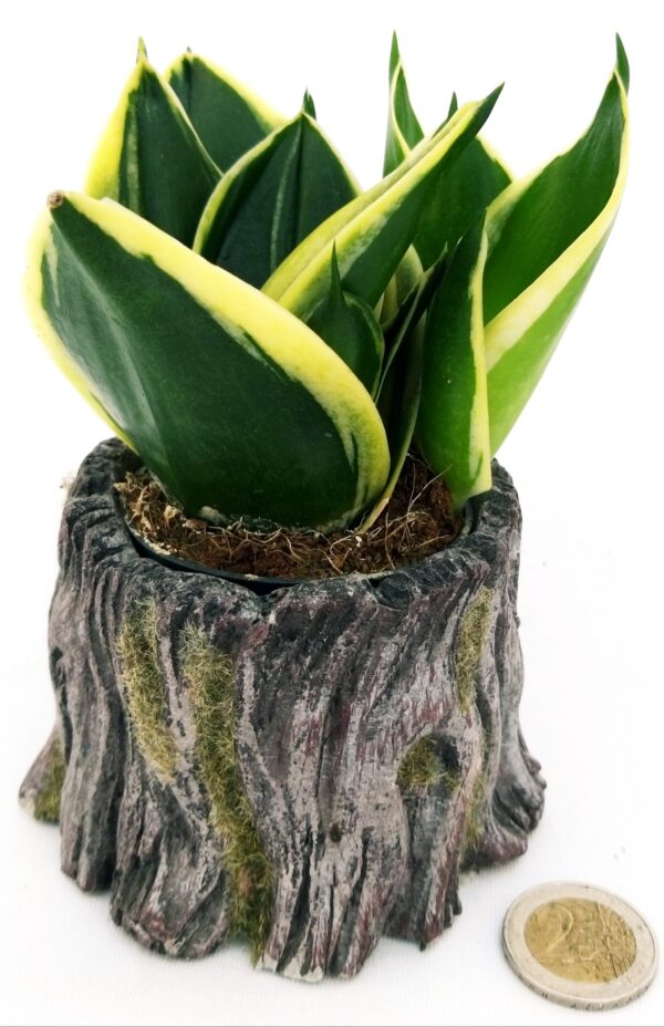 POWERS TO FLOWERS - SANSEVERIA BLACK JADE MINI IDEALE PER TERRARIUM, IN VASO CERAMICA TRONCO D'ALBERO, pianta vera