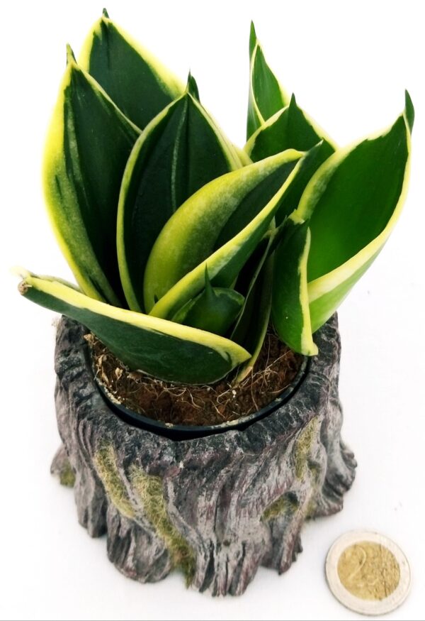 POWERS TO FLOWERS - SANSEVERIA BLACK JADE MINI IDEALE PER TERRARIUM, IN VASO CERAMICA TRONCO D'ALBERO, pianta vera - immagine 2