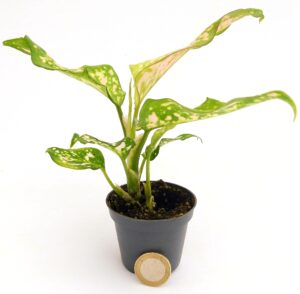 POWERS TO FLOWERS - AGLAONEMA GREEN PRINCESS MINI IDEALE PER TERRARIUM, VASO 5,5cm, pianta vera
