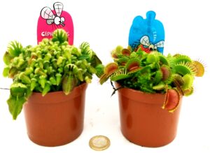 POWERS TO FLOWERS - CEPHALOTUS e DIONAEA MUSCIPULA, 2 PIANTE, VASO 10CM, piante vere
