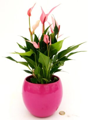 POWERS TO FLOWERS - ANTHURIUM ROSA MILLION FLOWERS IN VASO SFERICO FUCSIA, VASO 13CM, pianta vera