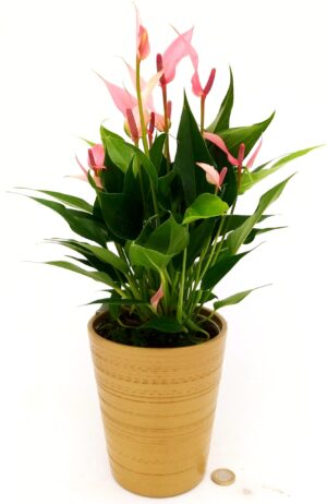 POWERS TO FLOWERS - ANTHURIUM ROSA MILLION FLOWERS IN VASO ORO, VASO 13CM, pianta vera