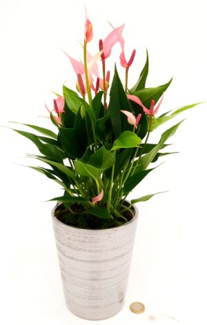 POWERS TO FLOWERS - ANTHURIUM ROSA MILLION FLOWERS IN VASO ARGENTO, VASO 13CM, pianta vera